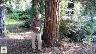UCRBG California Native Plant Video Series: Coast Redwood