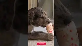 How to Stop Your Dog from Chewing on Furniture #shorts #shortsvideo #viralshorts
