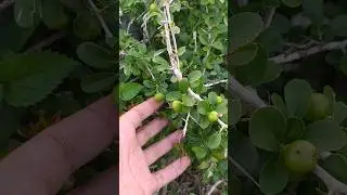 Bahan bonsai rukem di alam berbuah sangat lebat