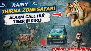 JHIRNA ZONE Rain Safari | Normal Wildlife & Alarm Calls 🤩 #yuvrajjimcorbett 