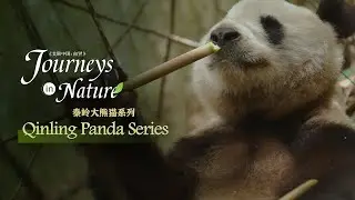 Qinling Panda Series Ep. 1: The 'bamboo cuisine' endorsed by pandas
