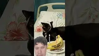 #cat #aicats #catsick #happybirthday #greenscreen #cutecat #funny #kitten #flyxo