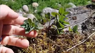 Edible coastal plants