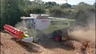Adrian Wood harvesting millet  - Humberside, Autumn 2024