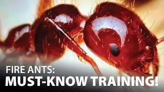 Fire Ant Training Video: Sharing Essential Knowledge with Pest Management Pros!