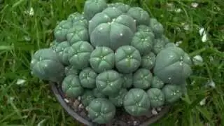 Lophophora caespitosa