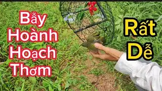 Bẫy chim hoành hoạch thơm ( hoành hoạch núi) quá dễ.