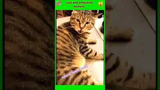 Funny Animals Videos2024🥱-funny cat dog video trending tags🐈 #funny#funnypets#lovelypets #instapets