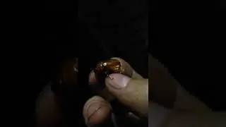 Florida Man Encounters Masked Chafer Beetle - Insect