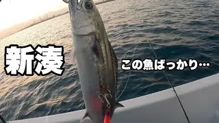 サゴシ天国！？私には地獄の鬼牙魚！