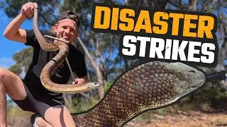 3 VENOMOUS SNAKES CATCHES, 1 DISASTER | TIGER SNAKE | RED-BELLIED BLACK SNAKE