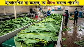 টন টন কলাপাতা দিয়ে ফ্যাক্টরিতে কি করা হয় জানলে অবাক হবেন! Inside the Banana Leaf Factory