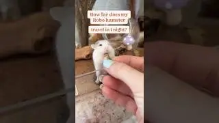 How far does my dwarf hamster travel? 😮 #hamsters #roborovskii #pets