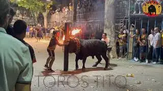 ANNA vacas y toro embolado Hnos Cali 2024