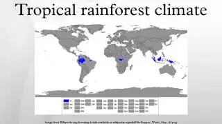 Tropical rainforest climate