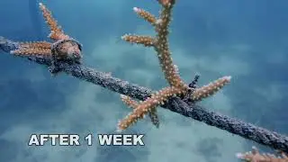 Coral Reef CPR's Coral Nurseries