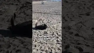 Dog's Beach Therapy: Haystack Rocks Fun!