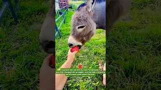 Невероятная дружба маленького ослика и молодого человека 🐴 #друзьяживотных