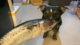 🐶🐶Оли&номия: Собака ест 🇳🇴🐟СЫРУЮ цельную рыбу: скумбрию Саба🥚[ASMR] MUKBANG Собака ест сырое мясо...