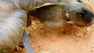 Baby monkey Timo was beaten by his mother after he refused to breastfeed and let the milk drip down