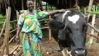70 Years of Farming | Heifer International