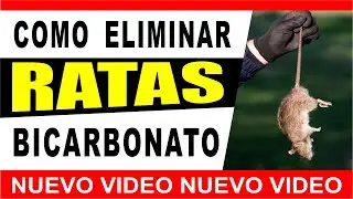 C&oacute;mo Eliminar Ratas con Bicarbonato de Sodio ⭐ BICARBONATO PARA RATAS