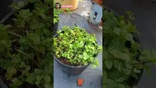 Disease prevention for mint plants.   #garden #gardening #farming
