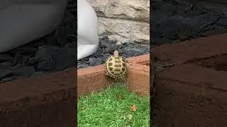Baby Tortoise The Great Escape #Shorts