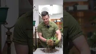 Healthy roots- healthy plant! They should always be firm, and ideally plentiful! #houseplants