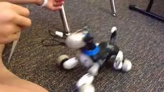 Zoomer + Shadow + Bentley are the Zoomer Dog Family. Love 2 Play + Pee + Bark!