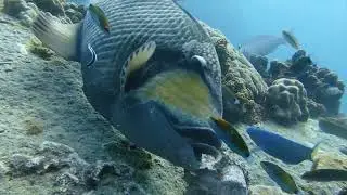 When Triggerfish attack!
