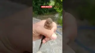 #birds #magpierobin #orientalmagpierobin #nature #monsoon #birdwatching #babybird
