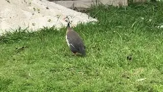 Female guinea fowl call - Galinha da angola f&ecirc;mea cantando