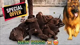 NEW Year special offers 🔥 || high quality dogs 🥰💝