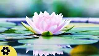 Music for Meditation, Relaxing Music, Music for Stress Relief, Soft Music, Background Music, ✿2694C