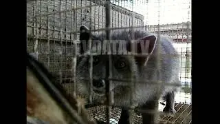 Sable, fox farmed fur animals, Soviet Russia produced 40% world's fur factory, tvdata footage 398