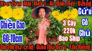 27/12☎️0916039671☎️🌲Mai Vàng Chơi Tết Giá Rẻ🌲Cuac Thọ Hương 24-36 cánh-Giảo Thủ Đức-Tắt Kiểng….🌲