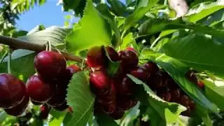 Santina Cherry- Oliver