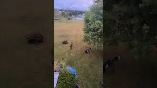Удары гольфиста, промахи по мячу, вращения и падения во время тренировки.