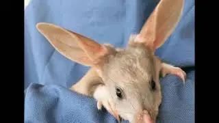Save The Iconic Chocolate Easter Bilby & Save Real Bilbies Too!
