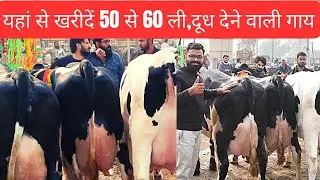 यहां से खरीदें भारत की सबसे सस्ती पशु मंडी पंजाब#dairysolutionbysatish#dairyfarm#dairyfarming#dairy#