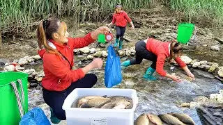 Stone Fishing in a Small Stream | Fish Harvest, Buying a Buffalo & Daily Farm Work