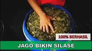 Membuat Silase Komplit Dengan Cara Mudah Sederhana - Untuk Pakan Domba, Kambing, Sapi