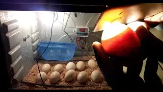 Candling Eggs DAY 16 (Chicken Egg Candling Day 1-21)