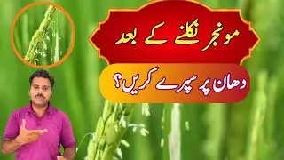 What is the best time to spray on rice crop during pollination | Abid Ali Agrarian