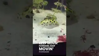 Green Spotted Puffer