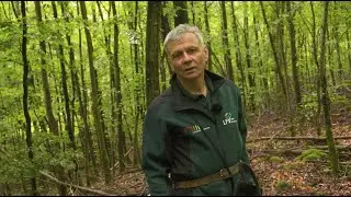 Das Blatt wenden: Habitatb&auml;ume