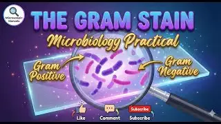 The Gram Stain | Microbiology | Microscopic Marvels
