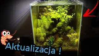 Akwarium Shrimp Set Krewetkarium 30L AKTUALIZACJA / Shrimp Tank Update