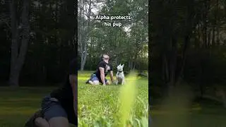Daddy protect his pup #dog #funnycute #funny #cute #puppy #wolf #shorts